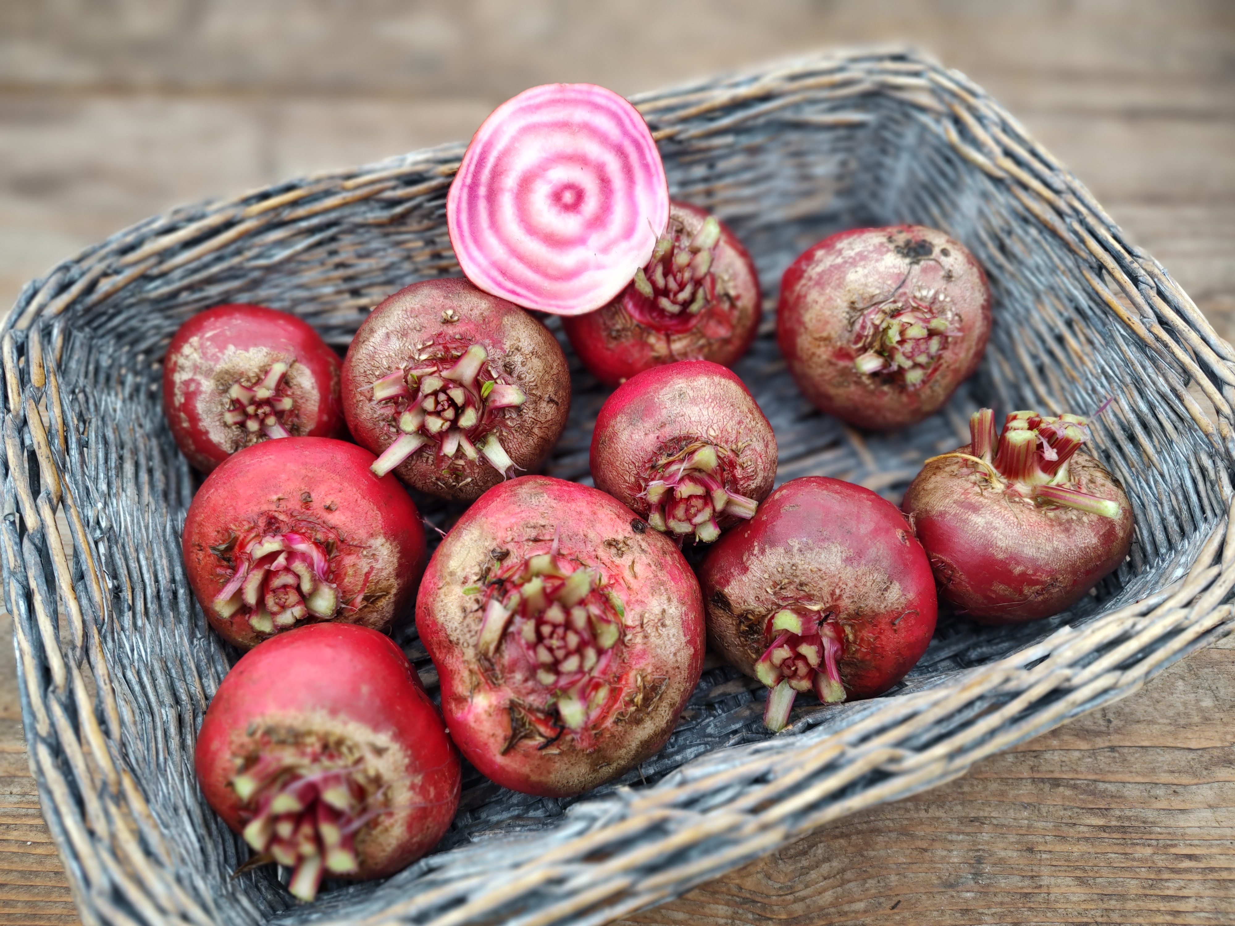 Chioggia biet