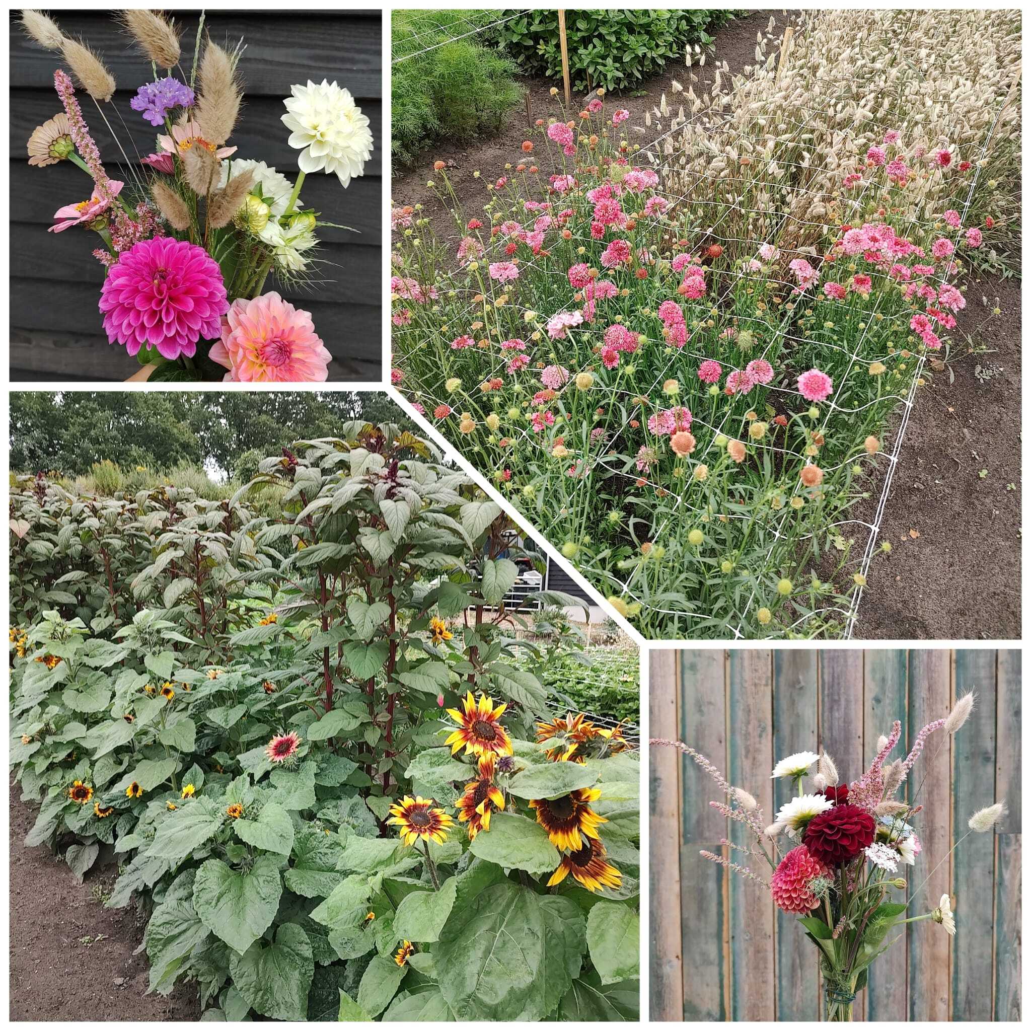 Bloemenpluktuin